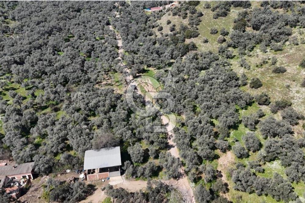 BAYINDIR ERGİNLİ ZEYTİNLİK