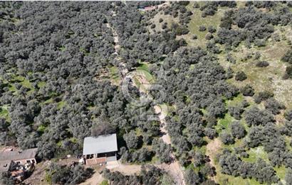 BAYINDIR ERGİNLİ ZEYTİNLİK