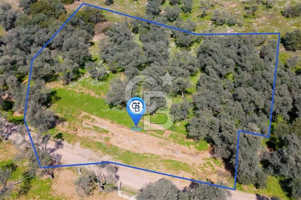 BAYINDIR ERGİNLİ ZEYTİNLİK