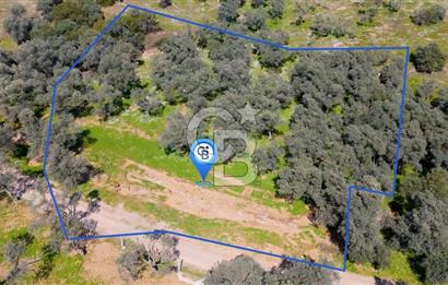 BAYINDIR ERGİNLİ ZEYTİNLİK