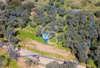 BAYINDIR ERGİNLİ ZEYTİNLİK - 5 - 339661