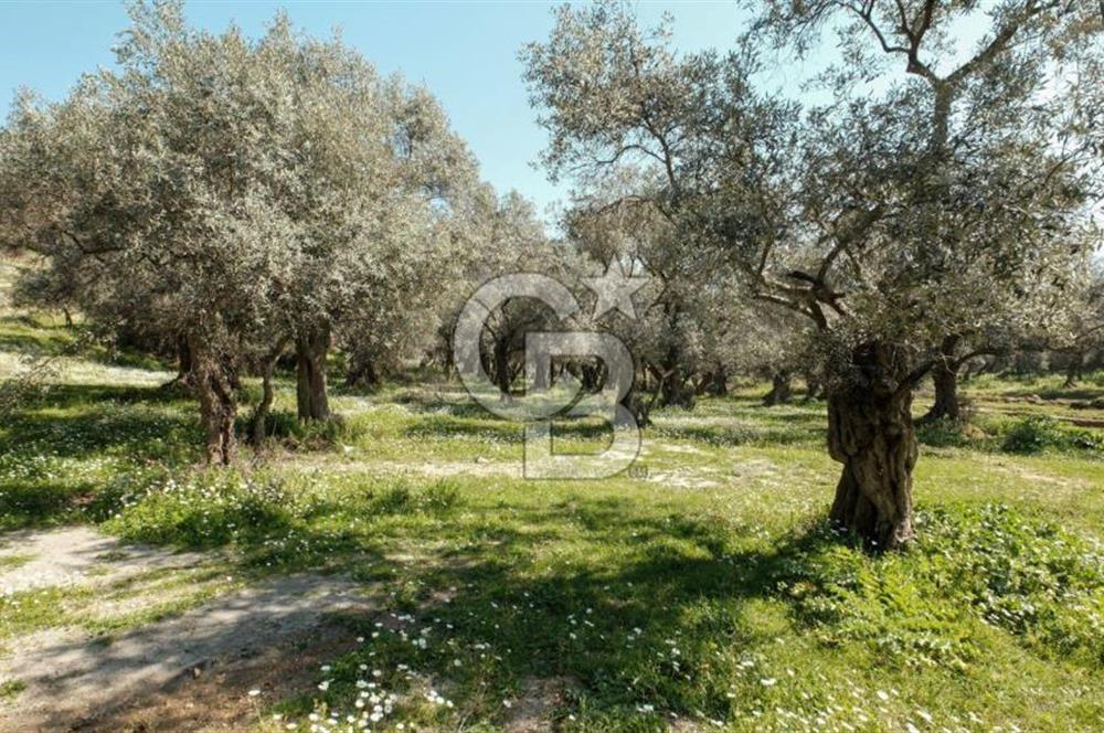 BAYINDIR ERGİNLİ ZEYTİNLİK