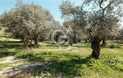 BAYINDIR ERGİNLİ ZEYTİNLİK