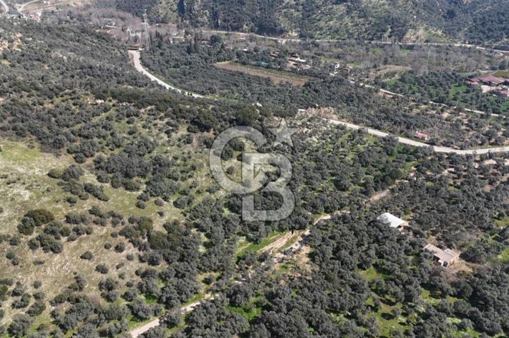 BAYINDIR ERGİNLİ ZEYTİNLİK