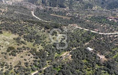 BAYINDIR ERGİNLİ ZEYTİNLİK