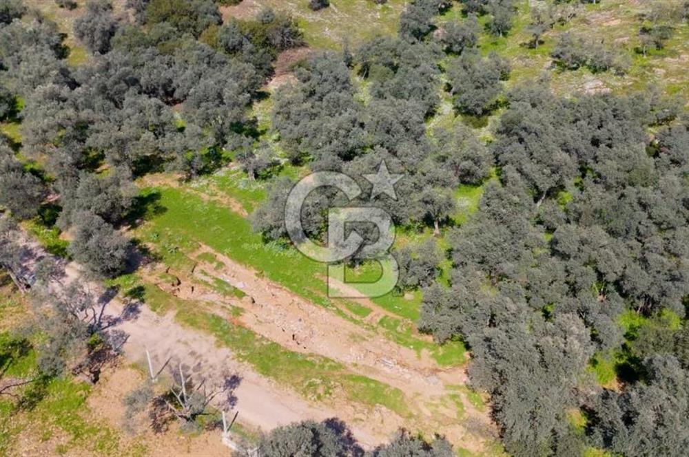 BAYINDIR ERGİNLİ ZEYTİNLİK