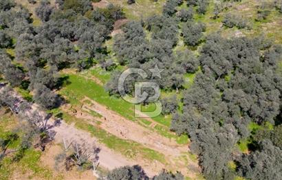 BAYINDIR ERGİNLİ ZEYTİNLİK