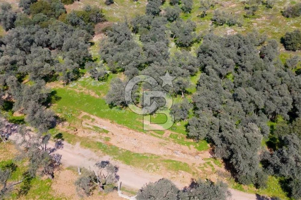 BAYINDIR ERGİNLİ ZEYTİNLİK