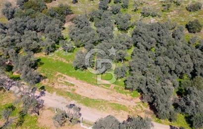 BAYINDIR ERGİNLİ ZEYTİNLİK