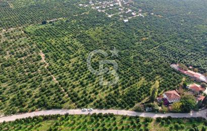 GÜMÜLDÜRDE SATILIK BAHÇE