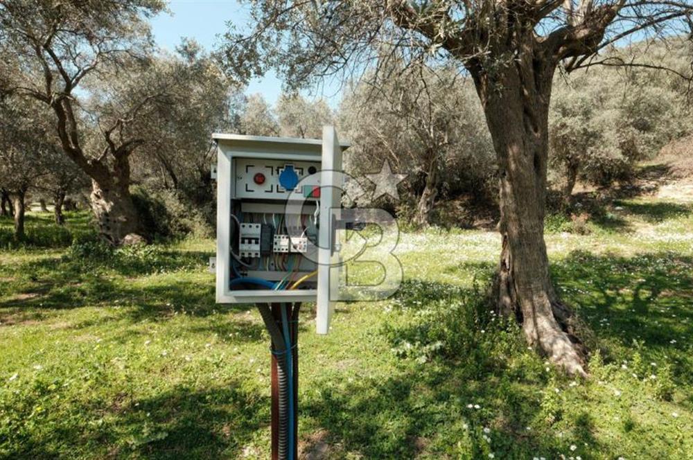 BAYINDIR ERGİNLİ ZEYTİNLİK