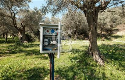 BAYINDIR ERGİNLİ ZEYTİNLİK