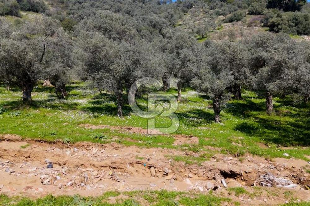 BAYINDIR ERGİNLİ ZEYTİNLİK