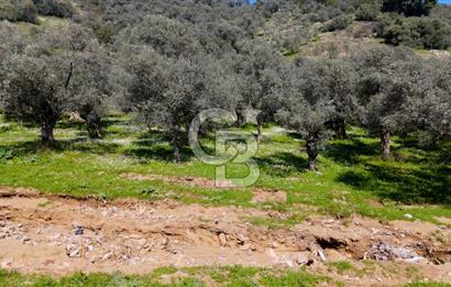 BAYINDIR ERGİNLİ ZEYTİNLİK