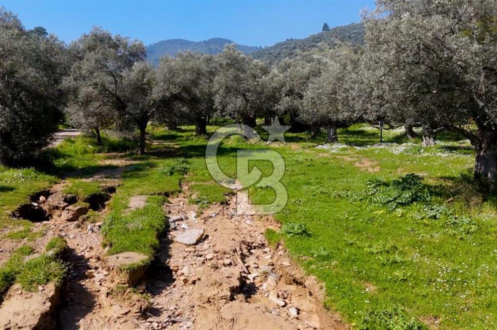 BAYINDIR ERGİNLİ ZEYTİNLİK