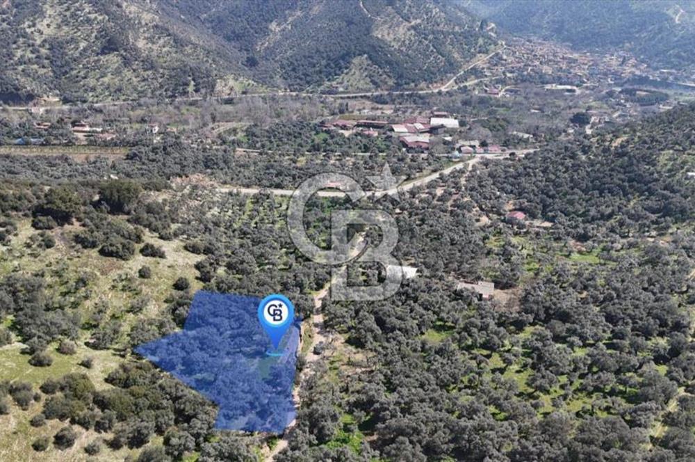 BAYINDIR ERGİNLİ ZEYTİNLİK