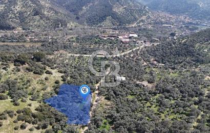 BAYINDIR ERGİNLİ ZEYTİNLİK