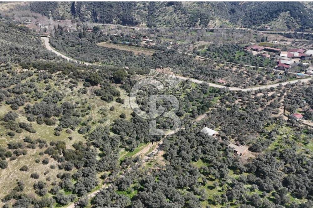 BAYINDIR ERGİNLİ ZEYTİNLİK