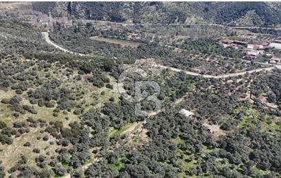 BAYINDIR ERGİNLİ ZEYTİNLİK