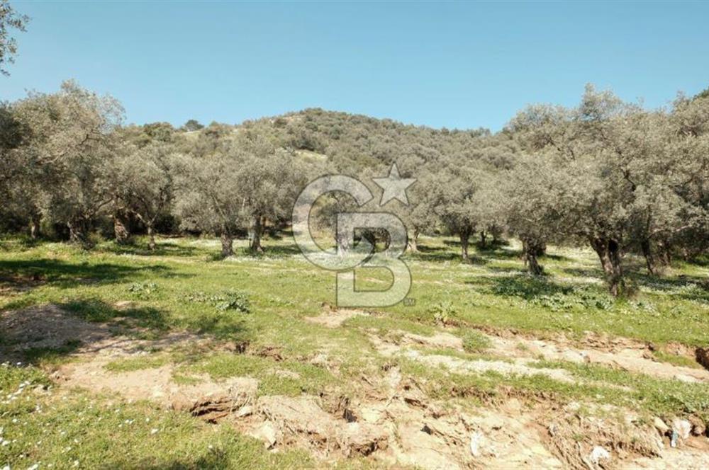 BAYINDIR ERGİNLİ ZEYTİNLİK