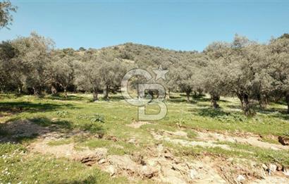 BAYINDIR ERGİNLİ ZEYTİNLİK