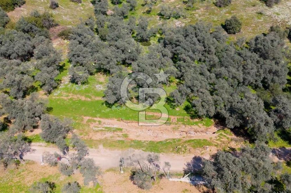 BAYINDIR ERGİNLİ ZEYTİNLİK