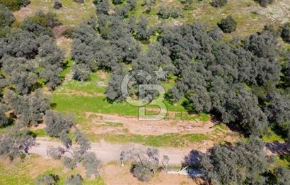 BAYINDIR ERGİNLİ ZEYTİNLİK