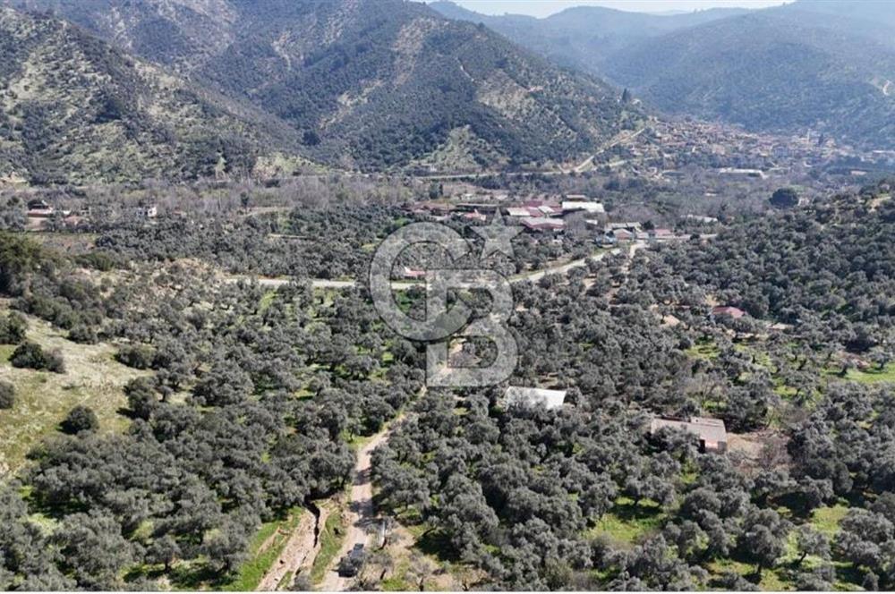 BAYINDIR ERGİNLİ ZEYTİNLİK