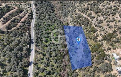 BAYINDIR DEREKÖY KİRAZLIK ZEYTİNLİK