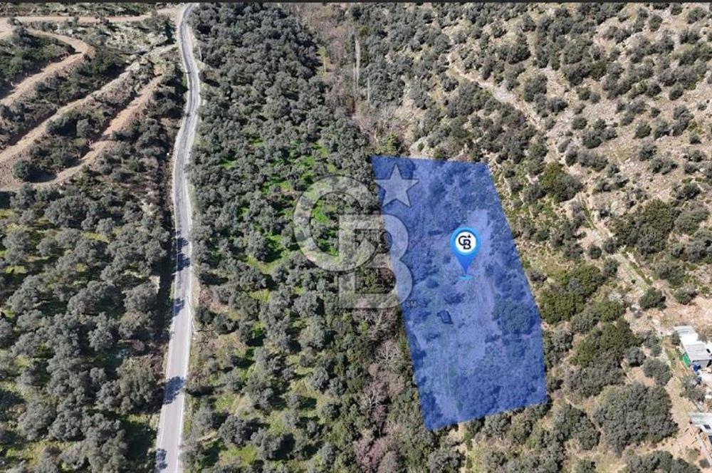 BAYINDIR DEREKÖY KİRAZLIK ZEYTİNLİK