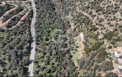 BAYINDIR DEREKÖY KİRAZLIK ZEYTİNLİK