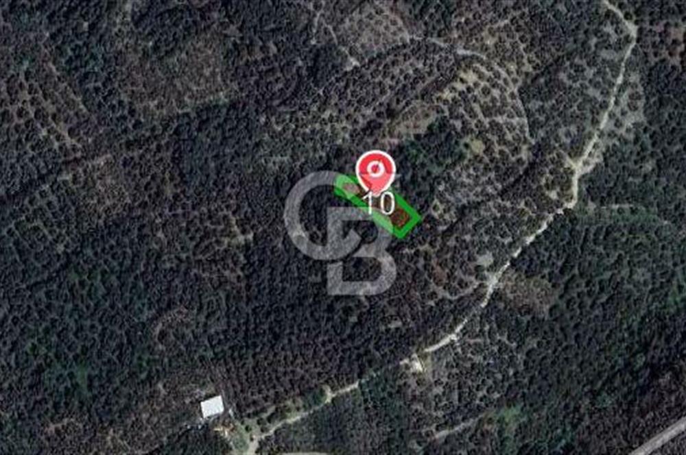 CB FLY'dan Edincik'te Panaromik Deniz Manzaralı Zeytinlinlik 