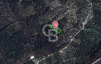 CB FLY'dan Edincik'te Panaromik Deniz Manzaralı Zeytinlinlik 