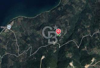 CB FLY'dan Edincik'te Panaromik Deniz Manzaralı Zeytinlinlik  - 1 - 339688