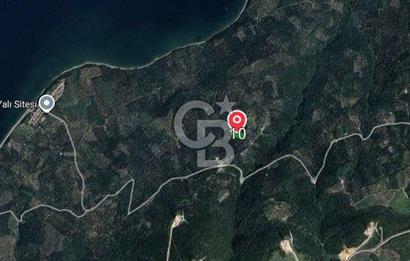 CB FLY'dan Edincik'te Panaromik Deniz Manzaralı Zeytinlinlik 