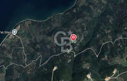 CB FLY'dan Edincik'te Panaromik Deniz Manzaralı Zeytinlinlik 