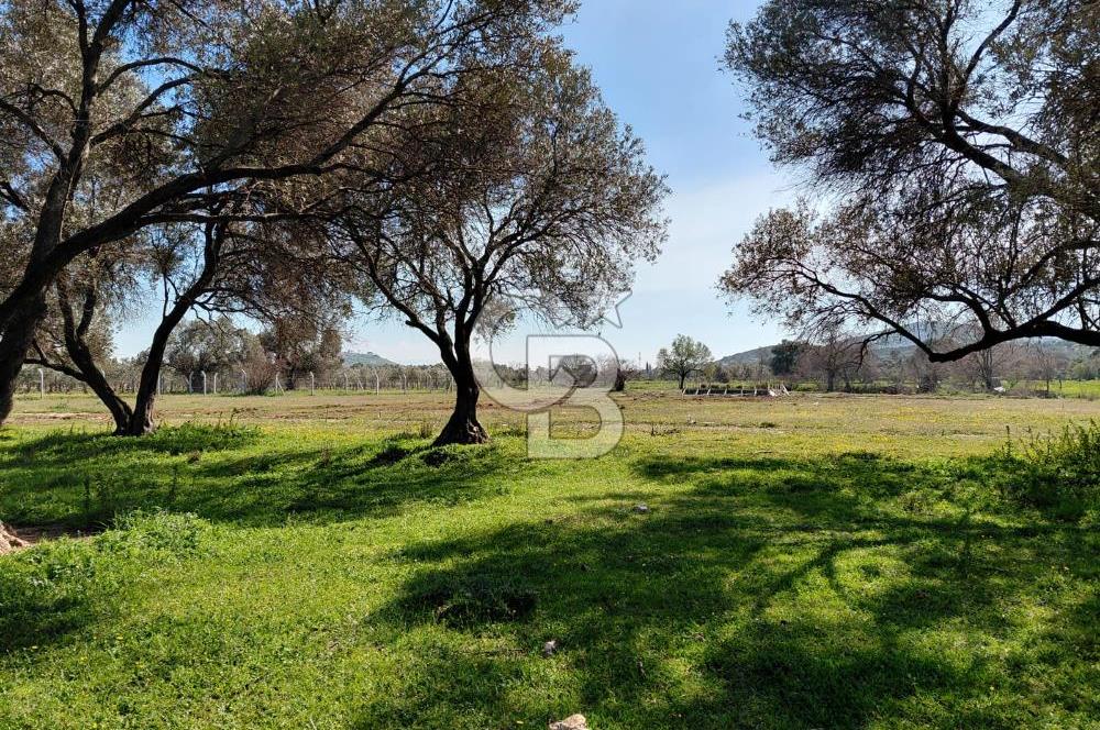 Foça Yenibağarası’nda Yola Cepheli Sahile Yakın Parsel