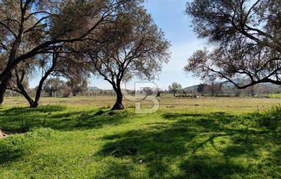 Foça Yenibağarası’nda Yola Cepheli Sahile Yakın Parsel
