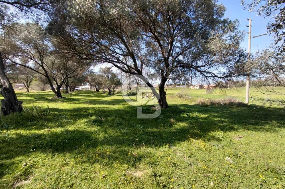 Foça Yenibağarası’nda Yola Cepheli Sahile Yakın Parsel