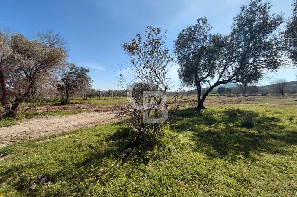 Foça Yenibağarası’nda Yola Cepheli Sahile Yakın Parsel