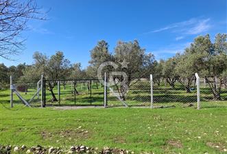 MENEMEN TÜRKELLİ PAŞALAR FIRSAT TARLA - 9 - 339737