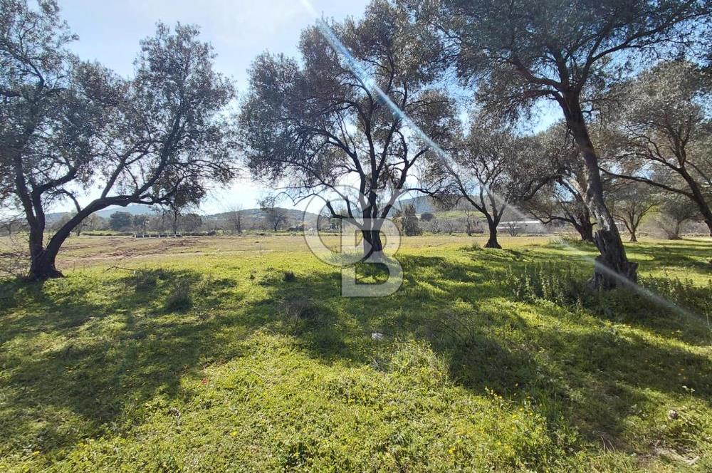 Foça Yenibağarası’nda Yola Cepheli Sahile Yakın Parsel