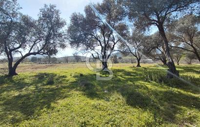 Foça Yenibağarası’nda Yola Cepheli Sahile Yakın Parsel