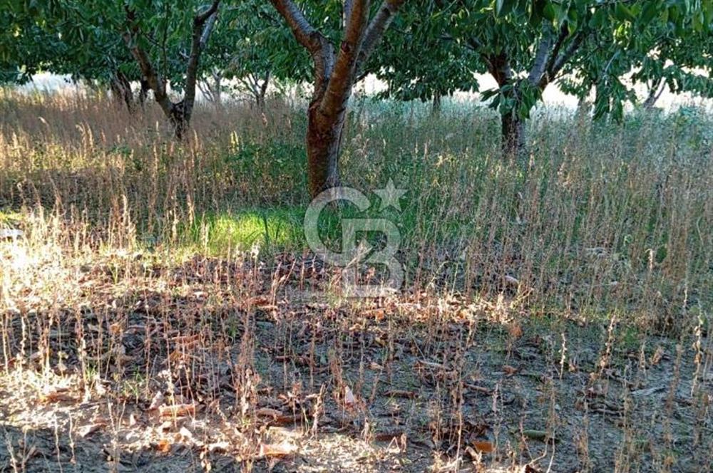 BAYINDIR ÇINARDİBİ FIRSAT TARLA