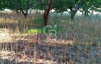 BAYINDIR ÇINARDİBİ FIRSAT TARLA