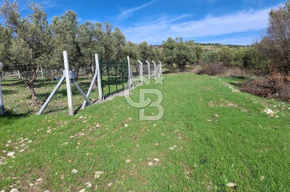 MENEMEN TÜRKELLİ PAŞALAR FIRSAT TARLA