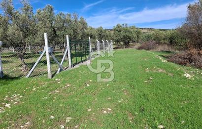 MENEMEN TÜRKELLİ PAŞALAR FIRSAT TARLA