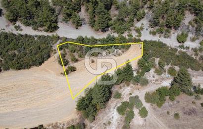 BOLU GÖYNÜK KARACALAR KÖYÜNDE 1274 M2 MÜSTAKİL TAPULU ARAZİ