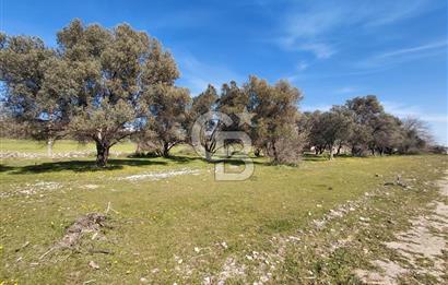 Foça Yenibağarası’nda Yola Cepheli Sahile Yakın Parsel