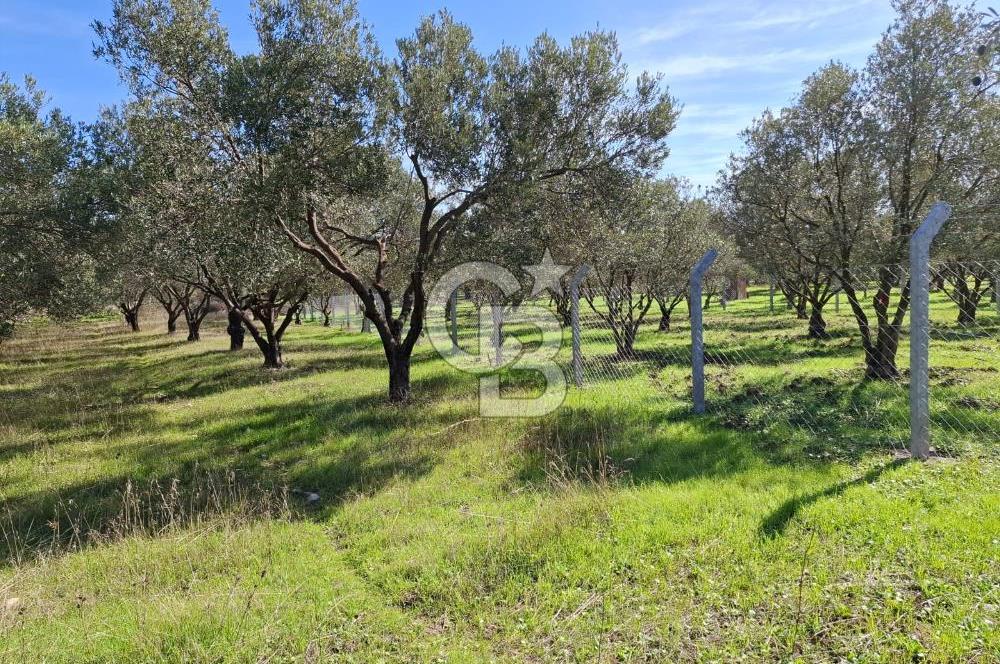 MENEMEN TÜRKELLİ PAŞALAR FIRSAT TARLA